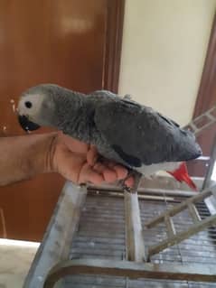 AFRICAN GREY PARROT.