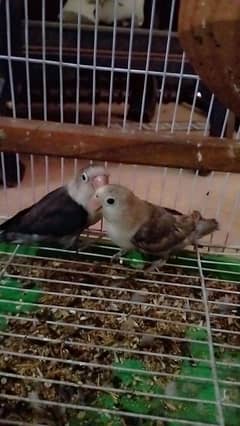 black coat parrots