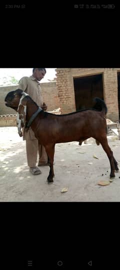 Goat for kurbani