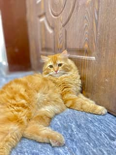 Ginger Color adorable long hair male cat for Sale-Home raised and tame