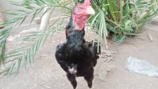 Aseel pure black Ghar ka pala Hua ha urgent for sale