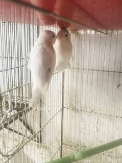 Breeding