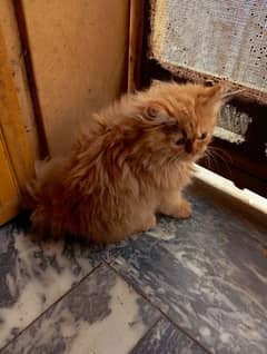 Persian kittens /triple coated /punch face /kittens /Cat for sale
