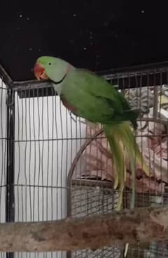 Kashmiri Raw 100% breeder fertile male