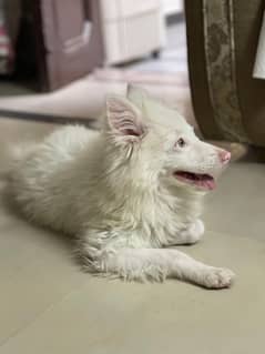 Russian pink nose