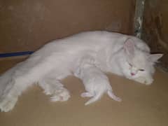 Persian female cat with kitten