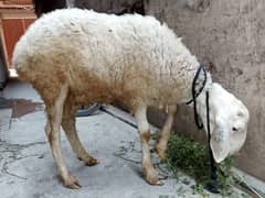 Dumbha & shatra . . . live wait 55kg
