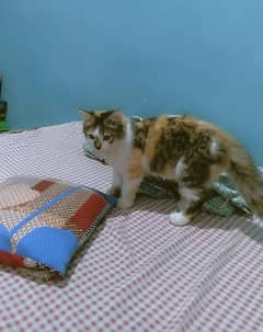 3.5 months ki ha, female,  Triple coat,  Persian, Vaccinated + card