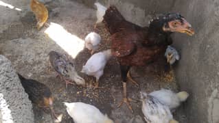 Aseel Murghi with desi chicks for sale
