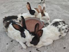 9 Baby Rabbit Bunnies available for sale