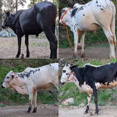 Qurbani