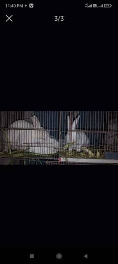 rabbit