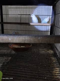 Love Birds breeder pairs