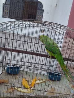 parrot