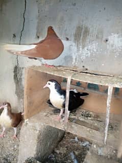 pigeon
