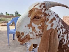 makhi cheena / qurbani goat / bakra /بکرا / desi goat