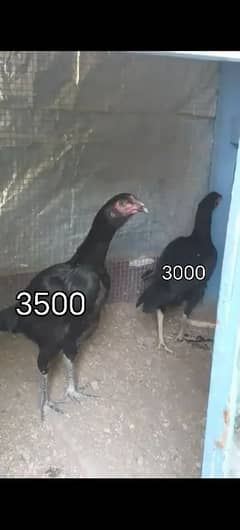 Aseel murga or murgia for sale only serious buyers raabta karain