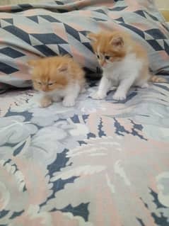 Kitten pair/persion kitten/triple cout/beautiful face/cats