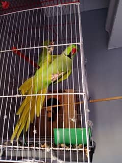 ringnack perrot talking