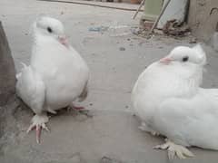 indian fantail pigeons