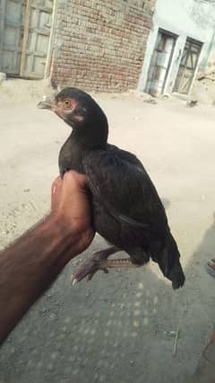 aseel patha pathia for sale