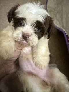 Shih