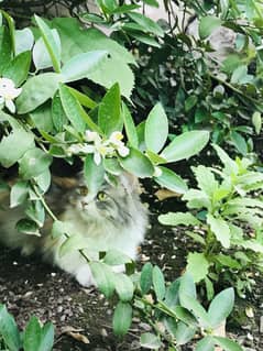 persian cat triple coat