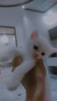 Persian
