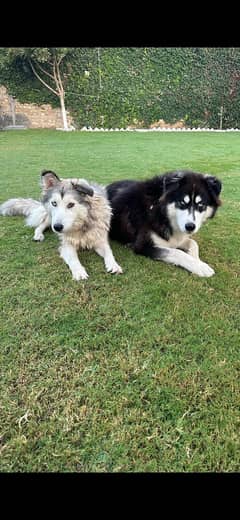 Siberian husky Pair / Siberian husky / Odd Eyes , Blue Eyes/Huksy DOg