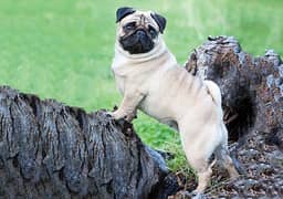 Pug Dog Breeder Male For Sale In Multan 03271881108