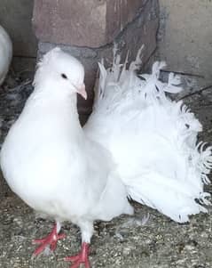 fancy pigeon