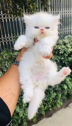 Selling my beautiful and active #kitten #cat #persian 03065466618
