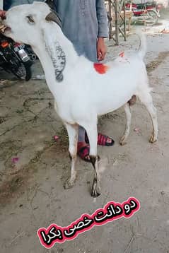 Bakra desi