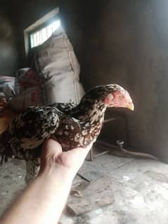 I want to sale. my aseel Thai hen female 15 month  urgent sale