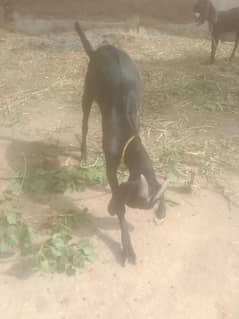 bakra