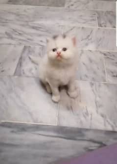 persian tripple coated kittens