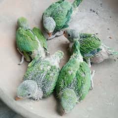 parrot