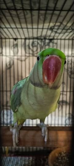 Raw Parrot Male Talking Hand Tamed Alexandrine Pahari Kashmiri