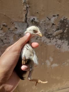 Lakhii murgii chicks