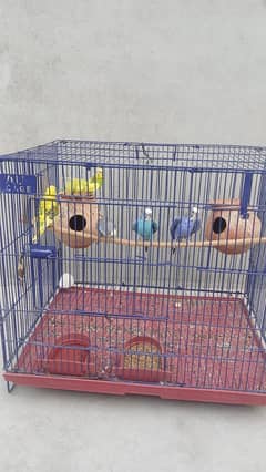 6 Australian parrots and one baby only parrot's
