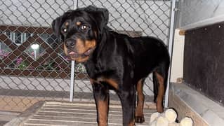 Rotweiller Puppy Male