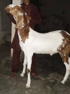 asalamalikum
