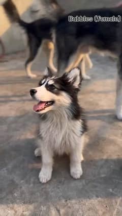Siberian husky puppies my WhatsApp number 03001868066