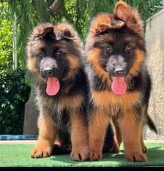 German Shepherd puppies 03252575497