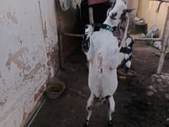 health good looking 2 dhat bakra 16 months