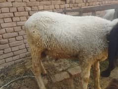 cheep 2 male for qurbani