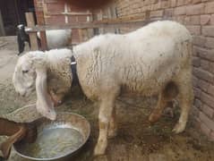 sheep male for qurbani
