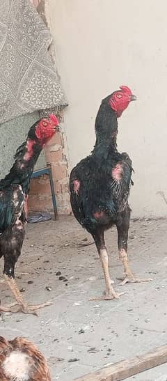 Shamo vetname cross