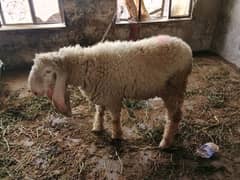 kajlaa for sale