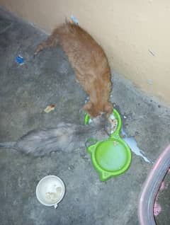 cats sale
